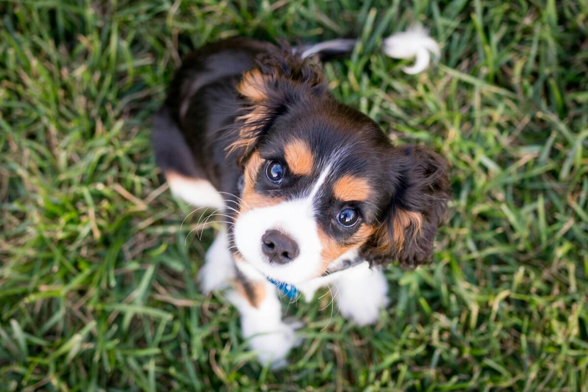Young puppy being potty trained outside with owner
