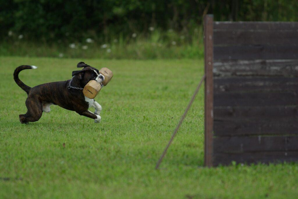Reactive dog working on focus and control during training
