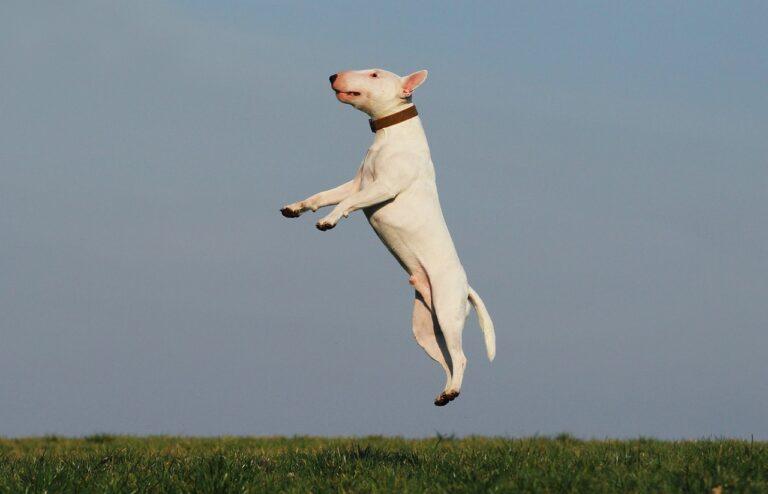 Reactive dog training in open field