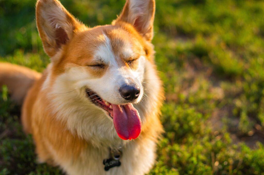 relaxed corgi enjoying sunshine after improved gut health