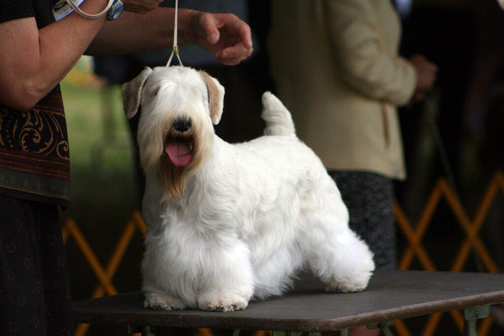 sealyham terrier at a dog show