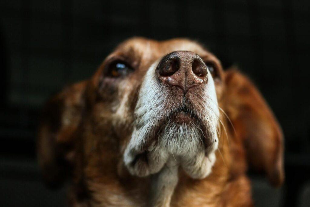 senior dog with dry nose closeup