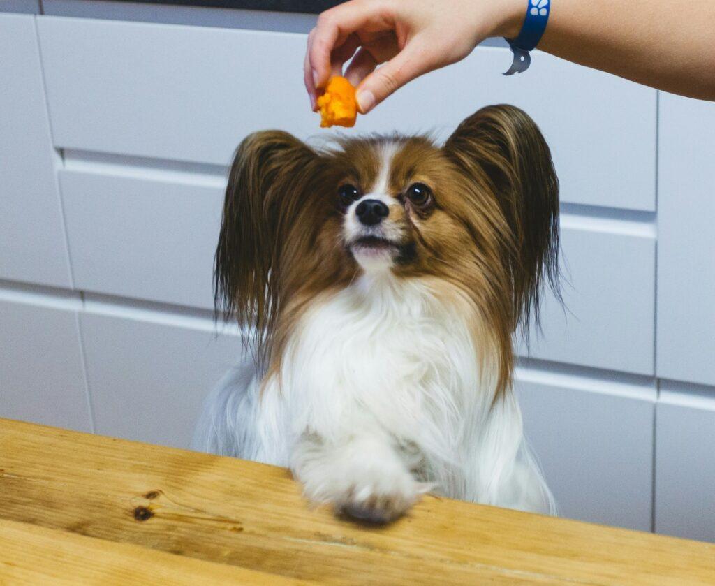 can dogs eat carrots - small dog eating carrot treat from owner's hand