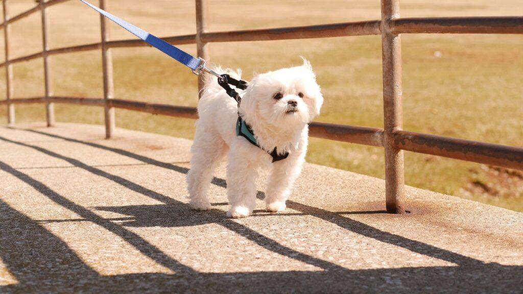 Small dog wearing a harness during a walk in the park