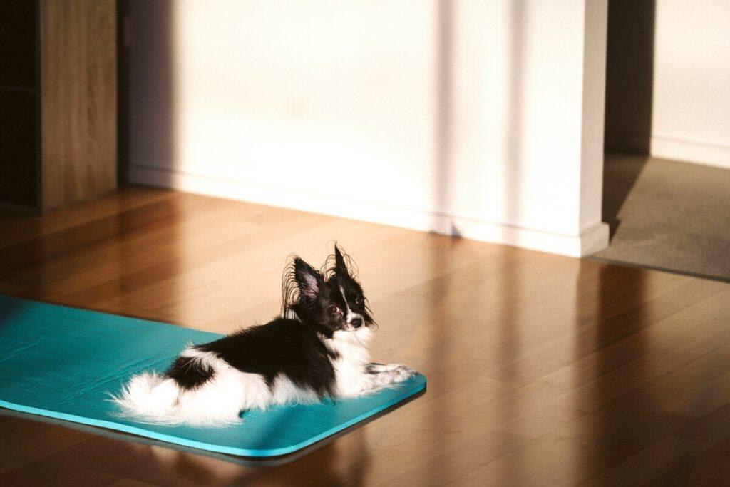 small dog lying on blue cooling mat in sunny room