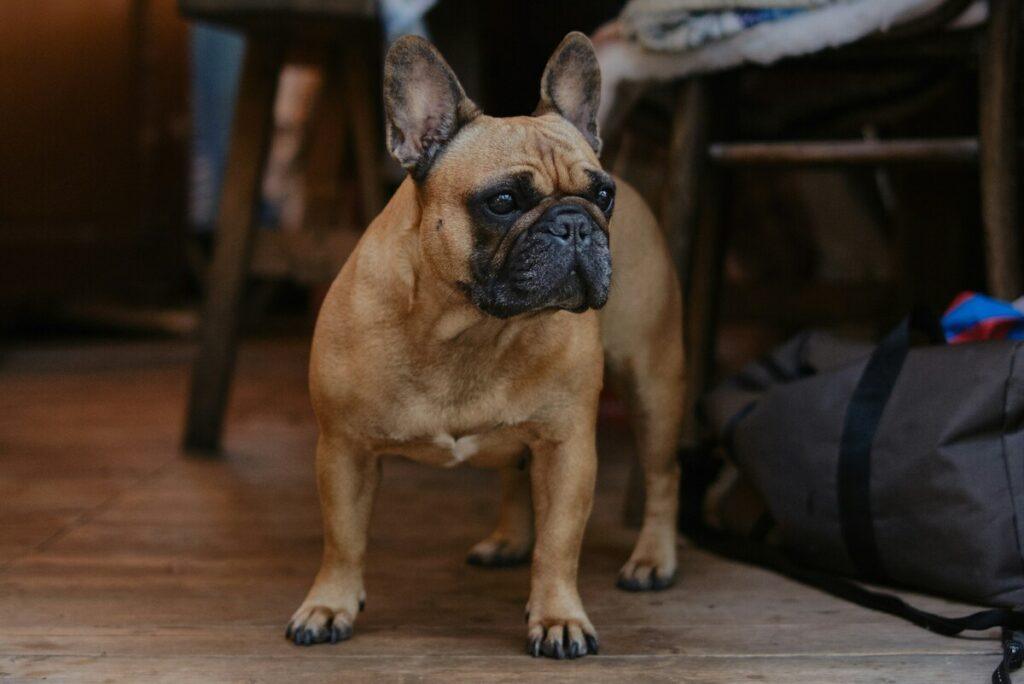 Alert small dog standing guard on home balcony