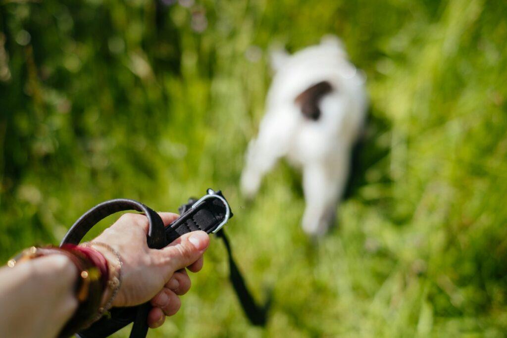 top 10 dog accessories 2025