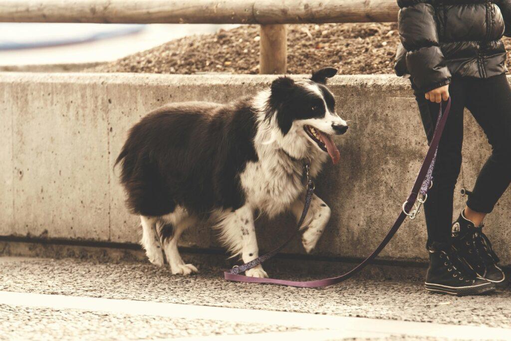 how to stop your dog from pulling on the leash during walks