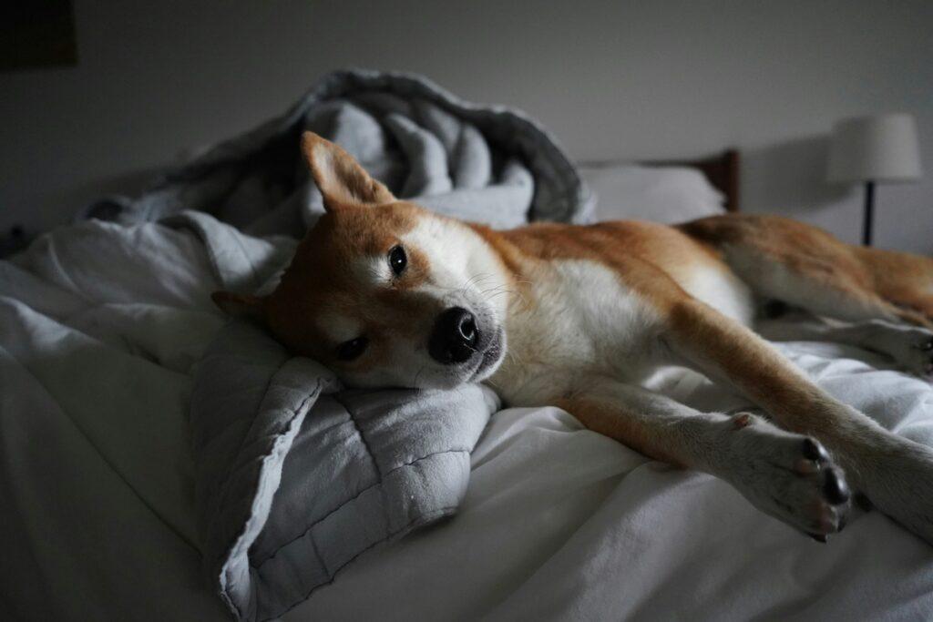 best dog beds for large dogs with hip dysplasia