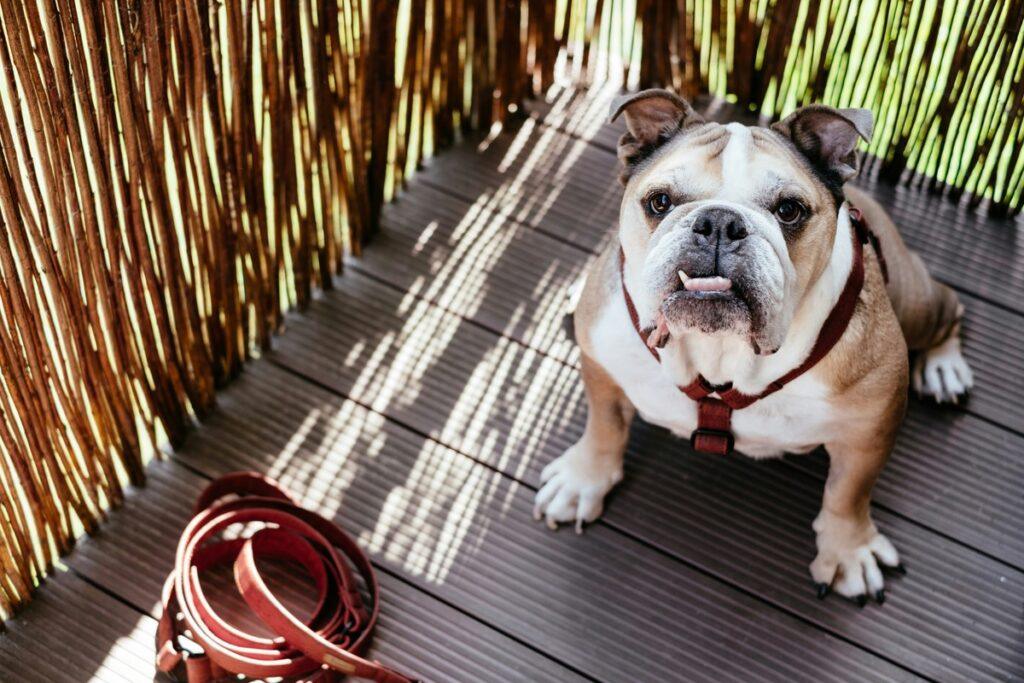 Selection of top dog accessories for 2025 including leash, collar, and toys