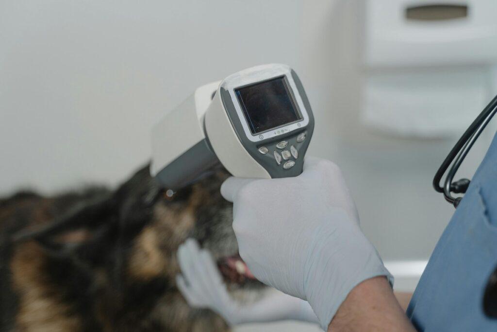 Veterinarian scanning dog for microchip during health certificate exam