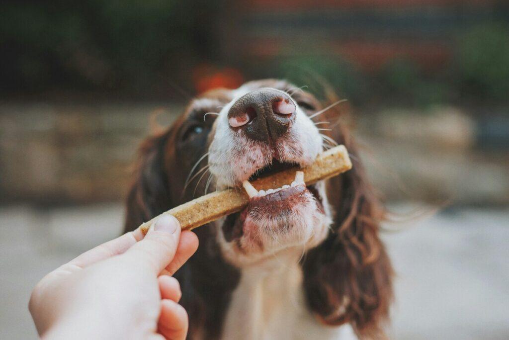 best dog food for sensitive stomachs