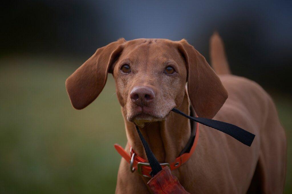 vizsla dog breed holding leash in mouth