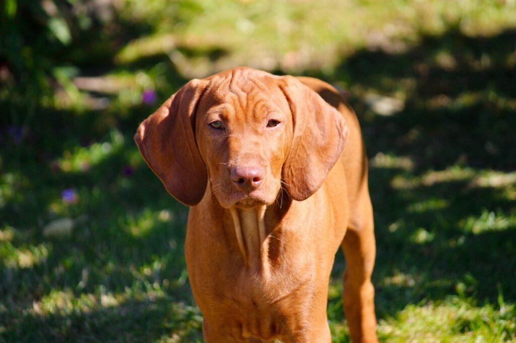 young vizsla puppy standing on grass in sunlight