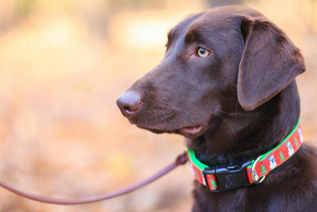 Dog wearing waterproof collar while walking outdoors