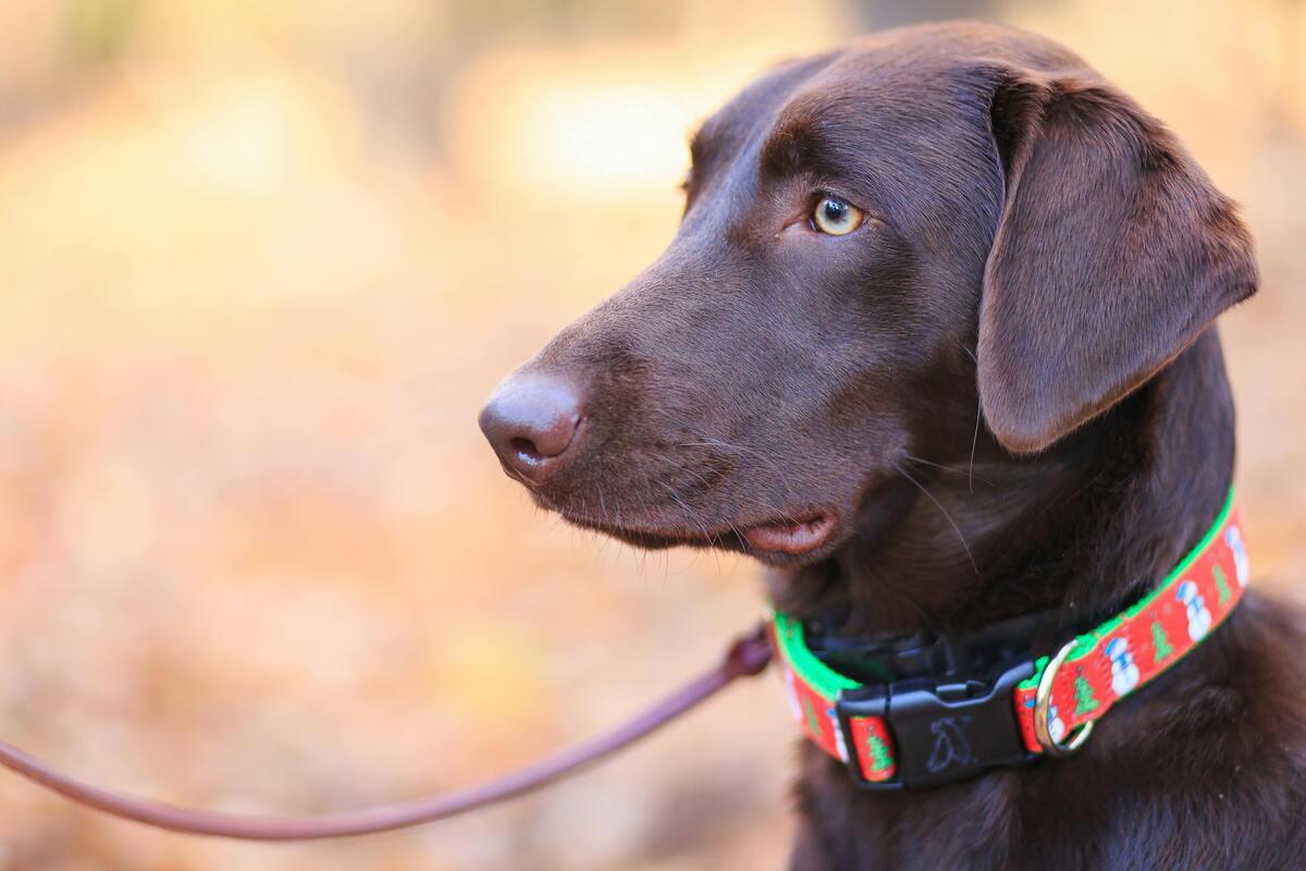 Dog wearing waterproof collar while walking outdoors