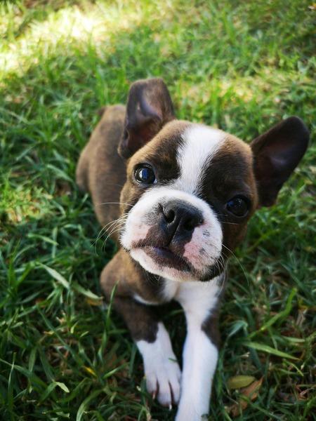 what-youll-find-happy-dog