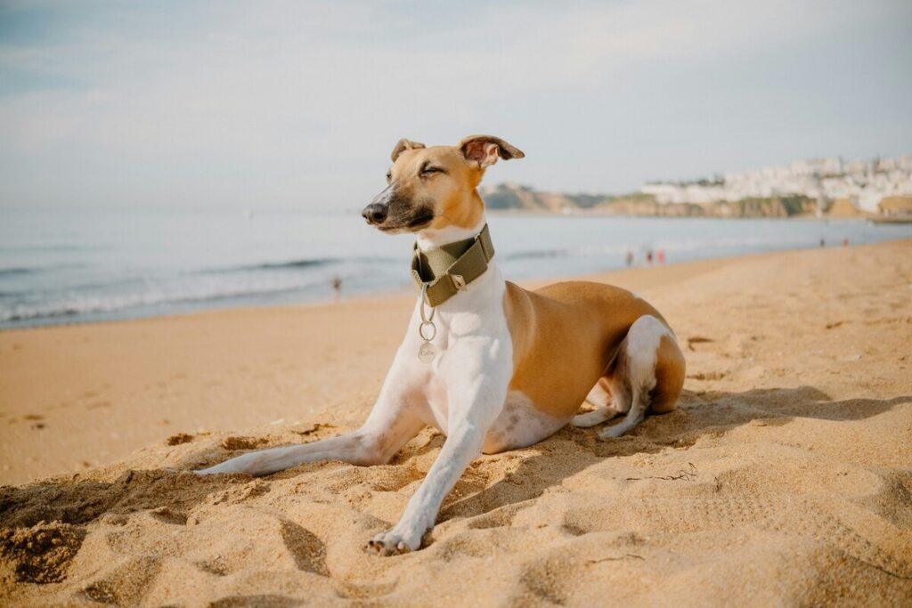 whippet dog relaxing on beach with closed eyes