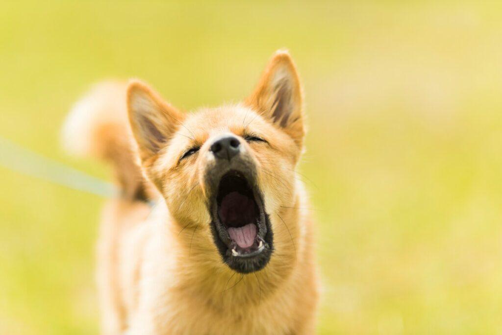 Why is my dog sneezing so much - small dog sneezing outdoors