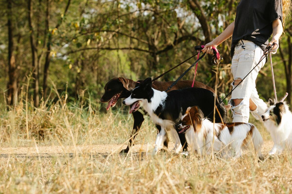 How to train a dog to walk calmly past other dogs on a leash through the woods