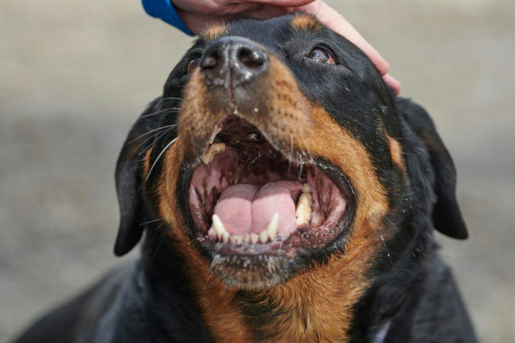 Puppy Safe Toothpaste Options