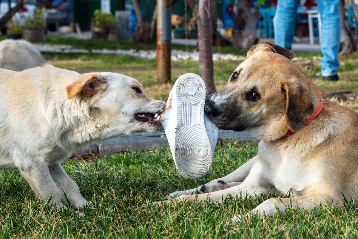 Two dogs chewing on a sneaker – best dog shoes for hot pavement