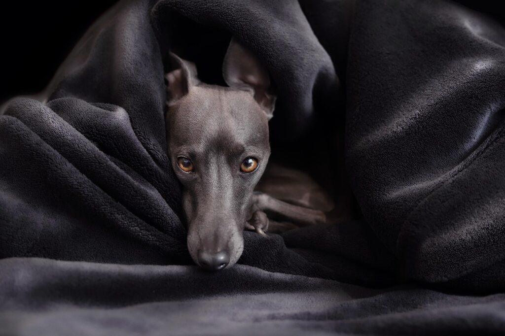 Italian Greyhound resting in blanket, a classic low-maintenance dog breed