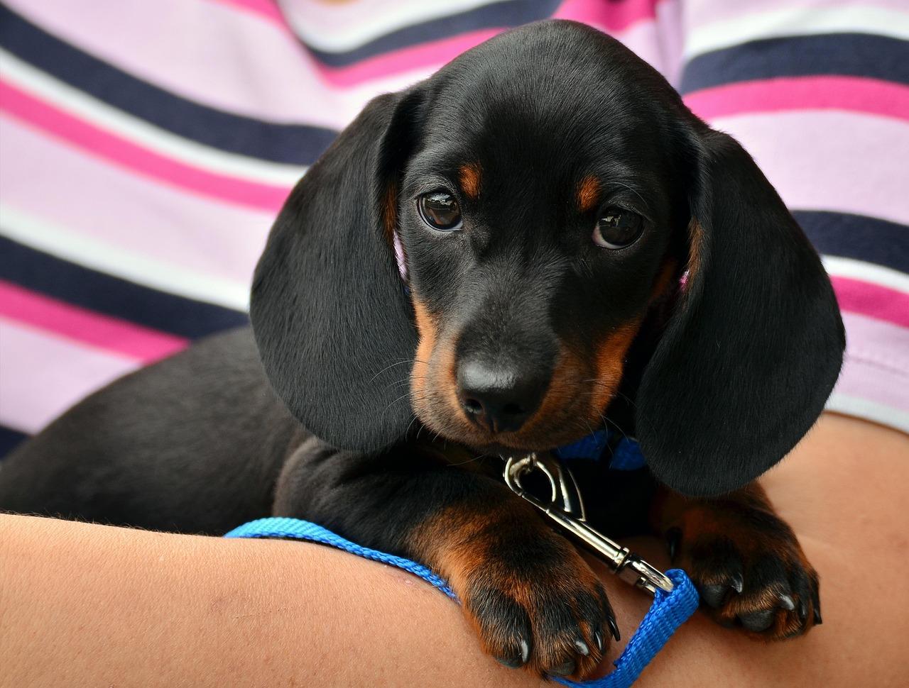 Dachshund puppy representing low-maintenance dog breeds