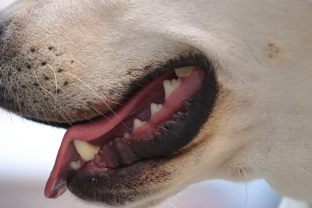 Puppy Safe Toothpaste Options