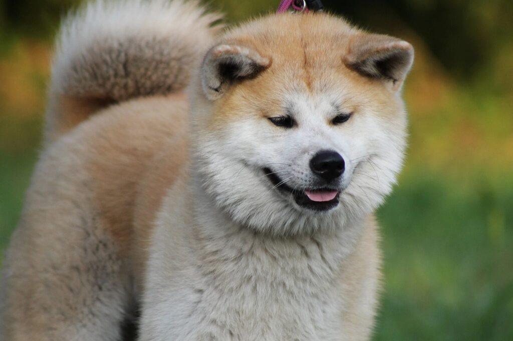 Akita Inu breed profile - calm and loyal Japanese dog