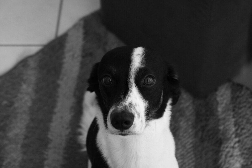 Anxious dog looking up indoors – training dogs to stay calm during fireworks