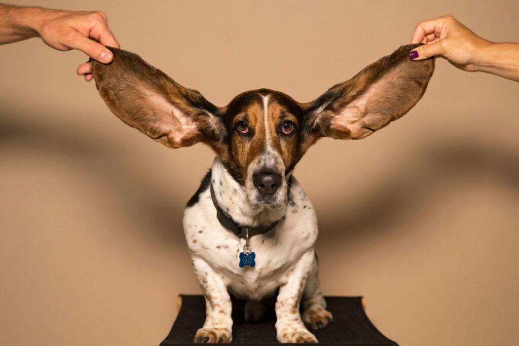 preventing ear infections in dogs - Basset Hound with large ears being held up to show ear length