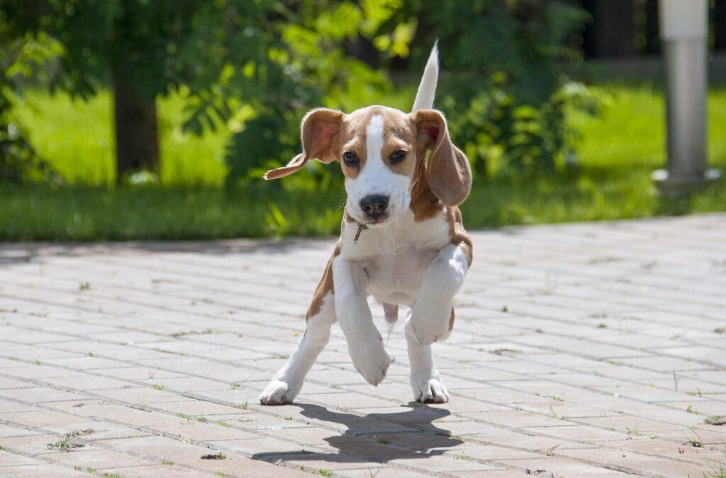 beagle behavior running active energetic dog