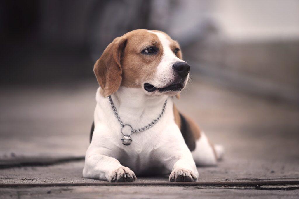 beagle temperament and behavior calm and attentive