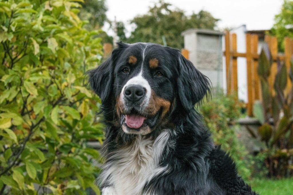 Bernese Mountain Dog breed suited for cold climates