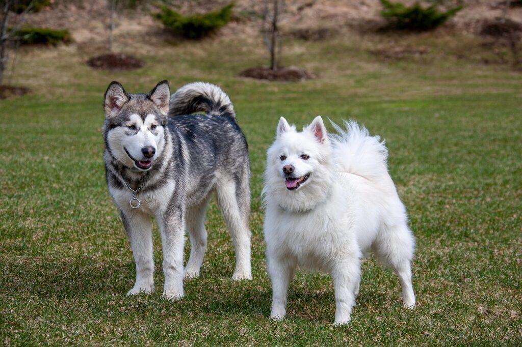 Best dog breeds for cold climates like Alaskan Malamute and American Eskimo Dog