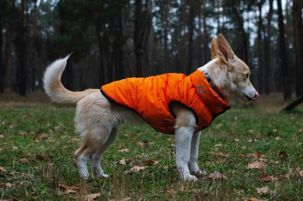 Dog wearing one of the best dog life jackets in the forest