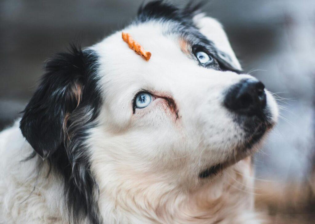 best dog training treats