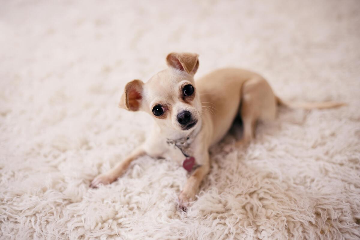 Chihuahua laying on carpet – longest-living small dog breed