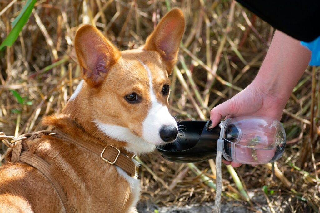 Top 10 Dog Water Bottles - corgi dog drinking from portable water bottle with attached bowl