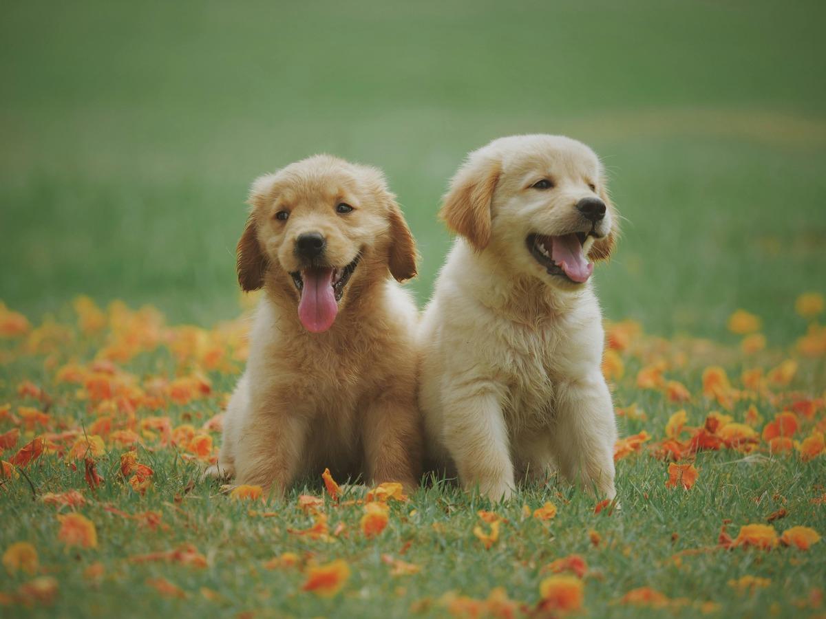 Dog Breed Match Quiz Banner – Find the right dog for you