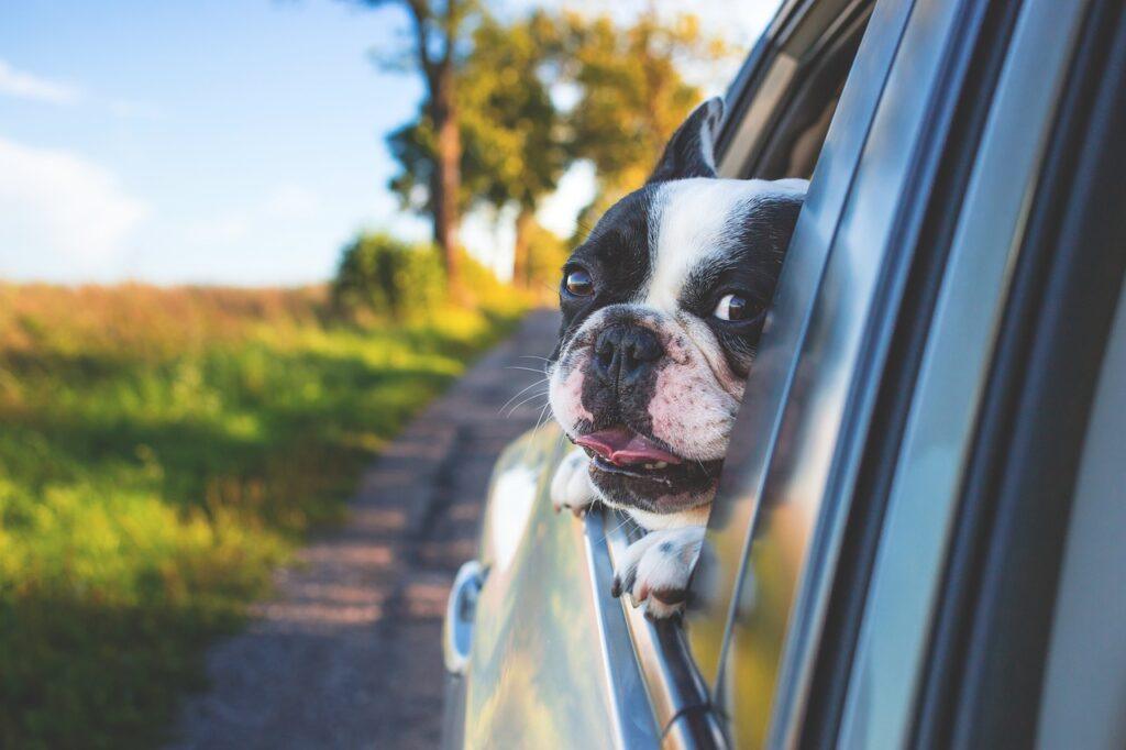 French Bulldog enjoying car ride with head out the window