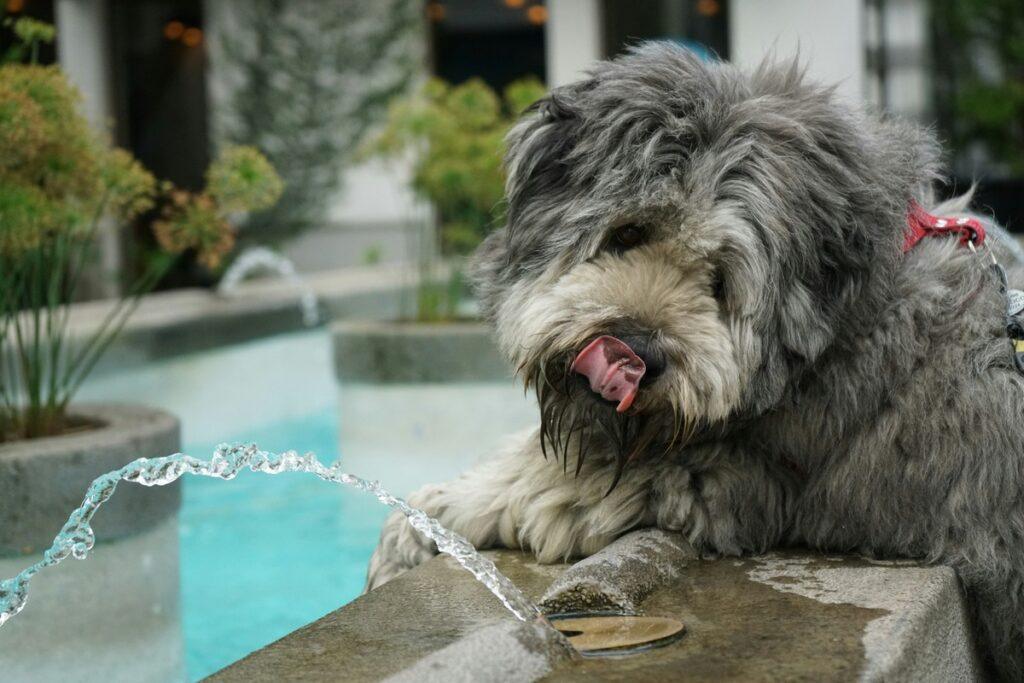 Thirsty dog licking water – signs of dog dehydration