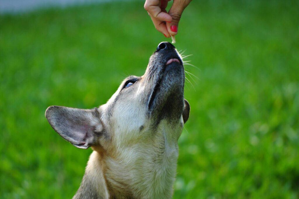 Best supplements for joint health – dog looking up at chewable supplement outdoors