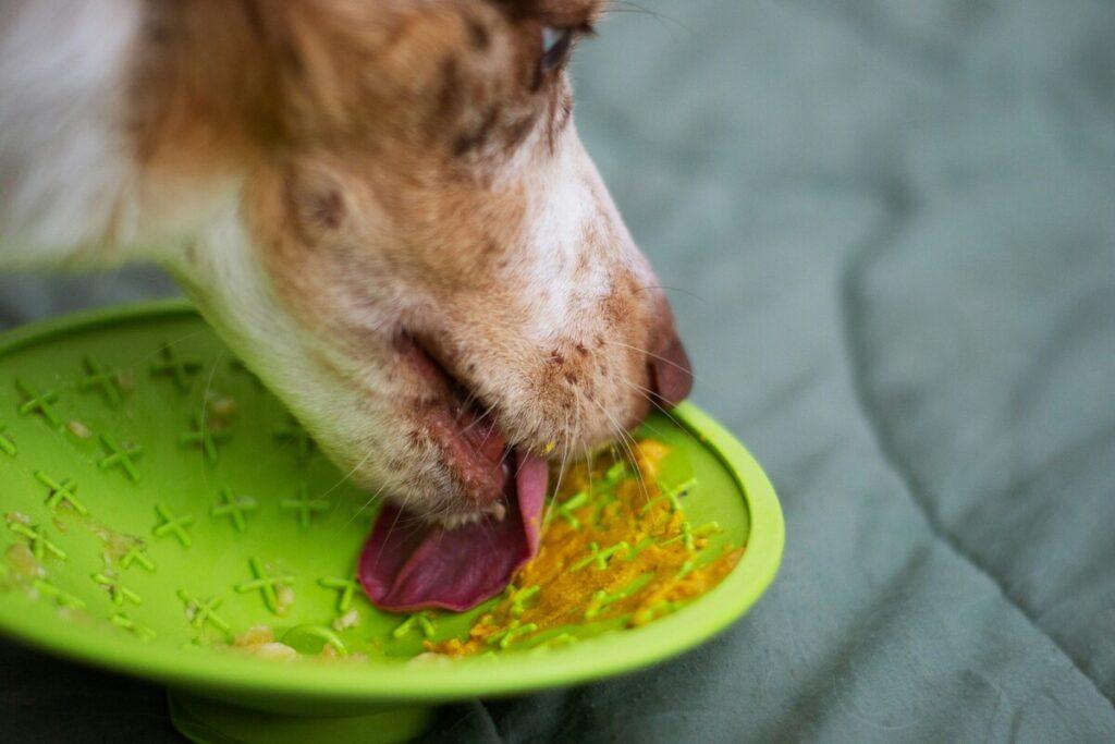 dog licking homemade dog treat from green plate