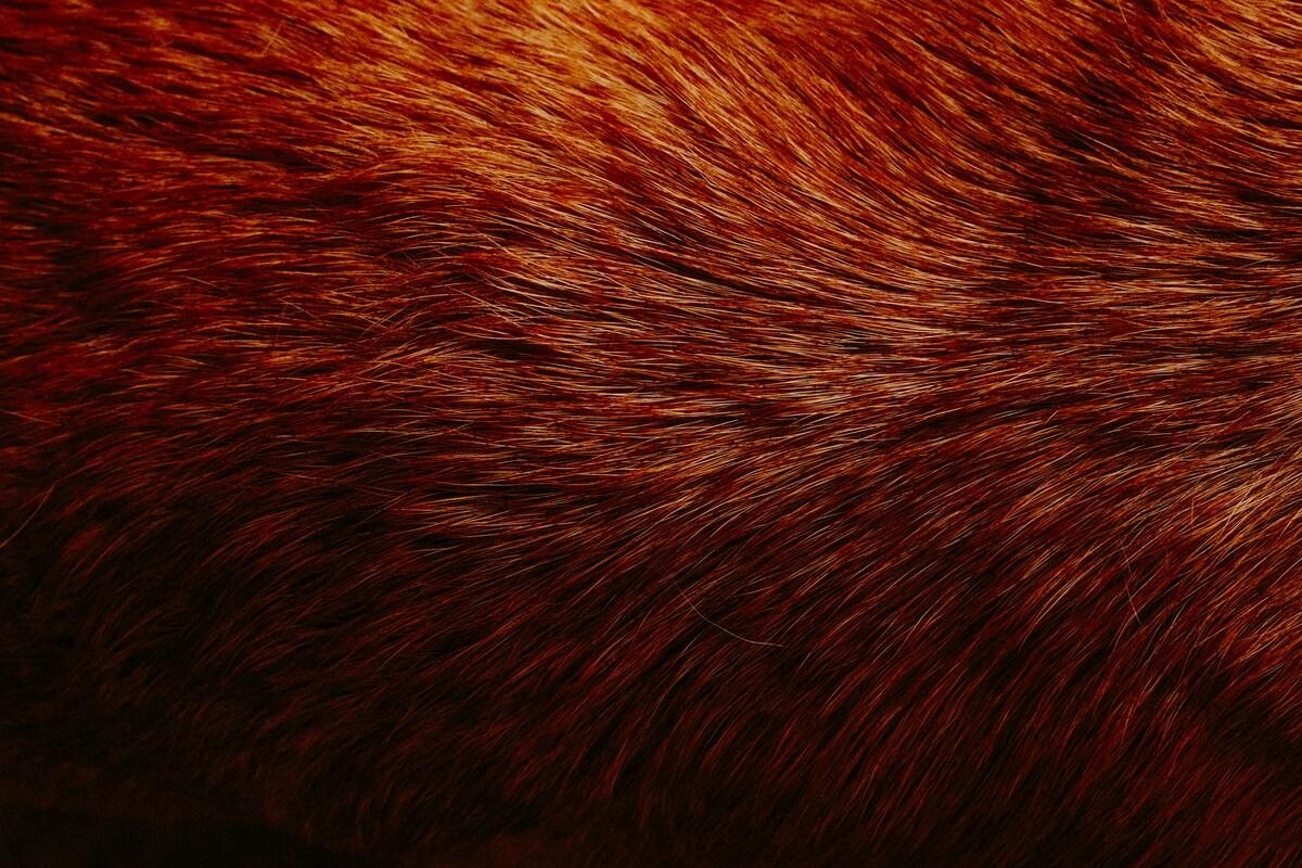 Dog skin home remedies for shiny and healthy coat