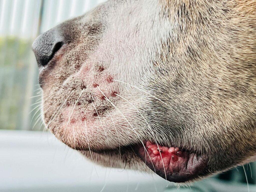Close-up of a dog’s irritated skin around mouth and lips