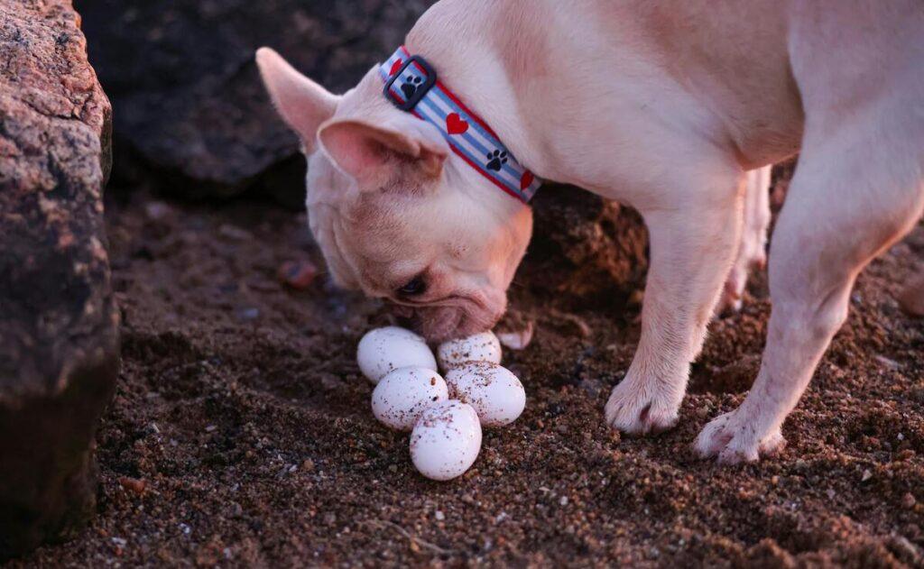 Can dogs eat eggs – French Bulldog sniffing raw eggs in outdoor setting