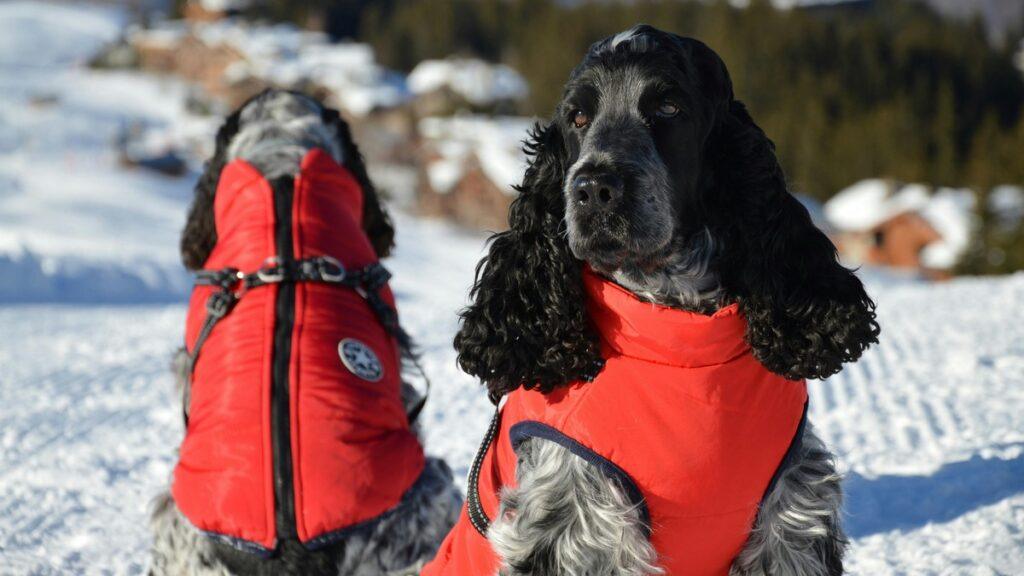 Two dogs in red jackets resting in snowy mountain area