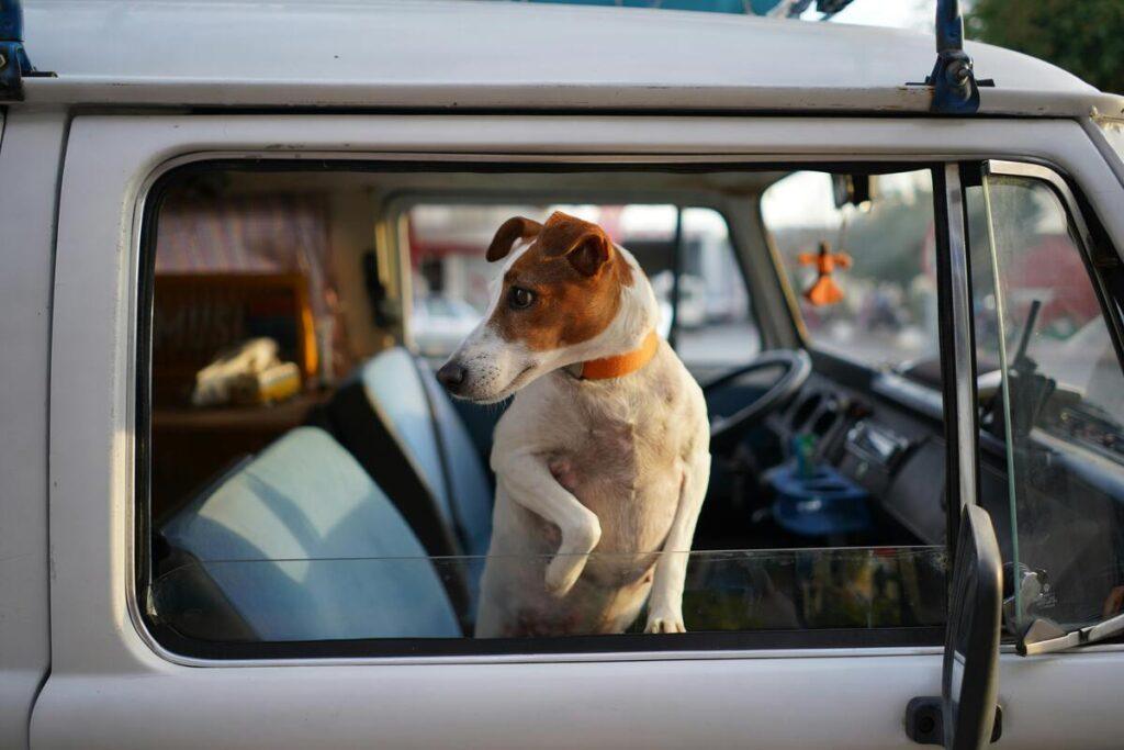 Small dog looking out from van window – best dog travel bowls for road trips